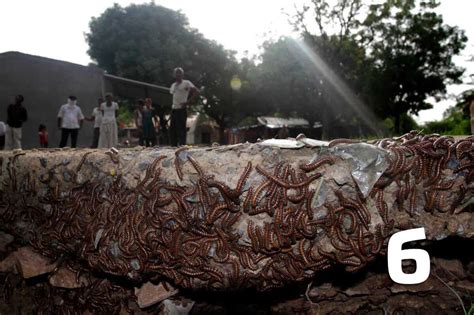 Reddit user shares photo of large Texas redheaded centipede found at ...