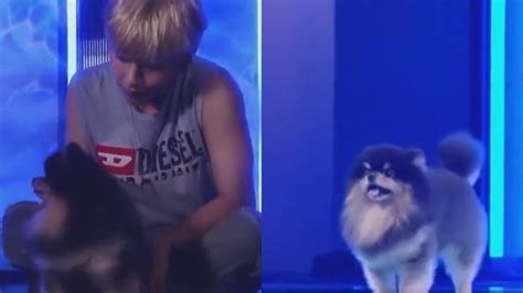 BTS V Aka Kim Taehyung Sets The Stage On Fire But Pet Dog Yeontan ...