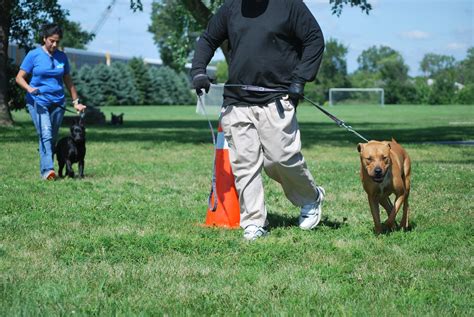 Free Pitbull Training - Mr.K9 Dog Training