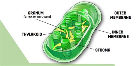 Compare and Contrast: Chloroplasts and Mitochondria - Owlcation