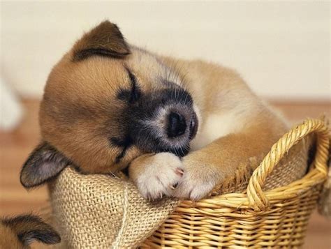 32 Cute sleeping puppies (32 pics) | Amazing Creatures