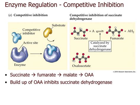 PPT - CHAPTER 6 Energy, Enzymes, and Metabolism PowerPoint Presentation ...