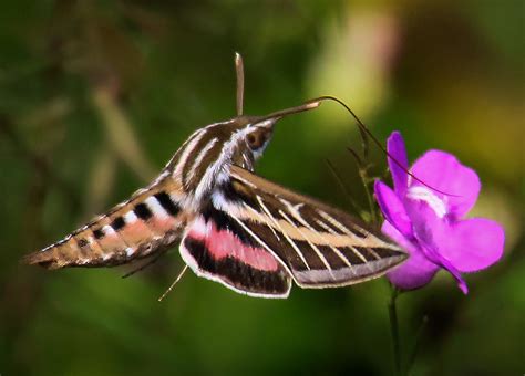 White Lined Sphinx Moth