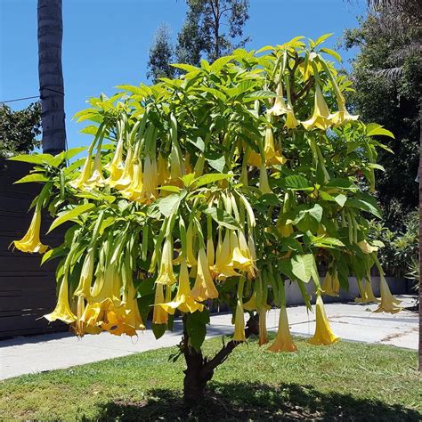 Beautiful Angel Trumpet Tree - a flowering shrub. Vernon Avenue, Venice ...