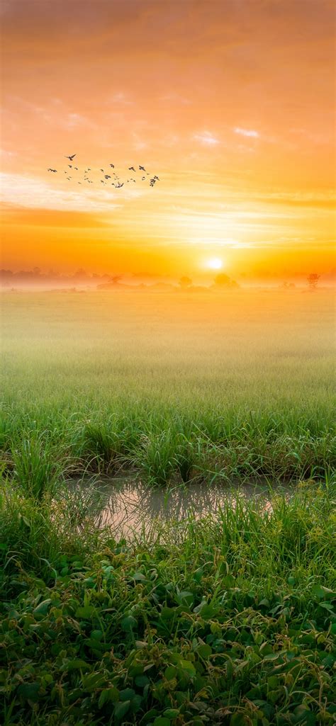 Sunrise Wallpaper 4K, Paddy fields, Landscape