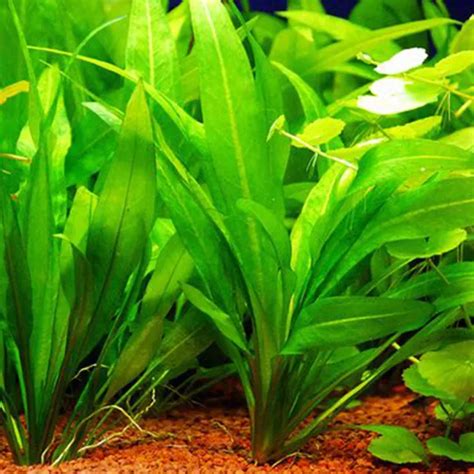 Amazon Sword Aquarium Plants, Echinodorus Amazonicus, Live Plants for ...