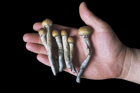 Magic mushroom extract changes brains of people with depression | New ...