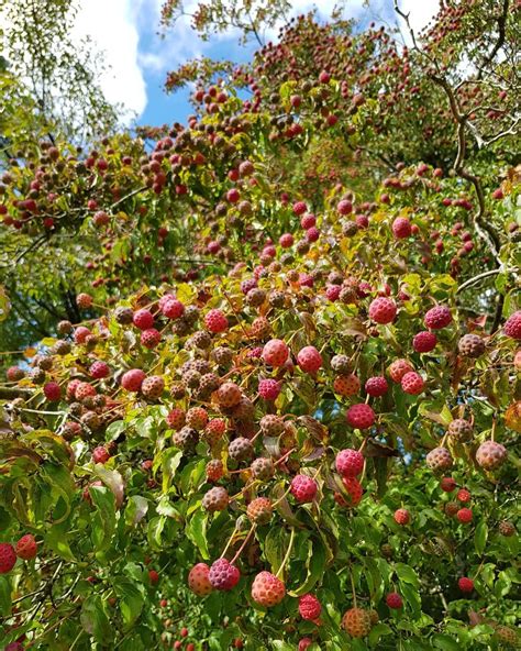 Cornus kousa, the flowering dogwood or Chinese dogwood, full of fruit ...