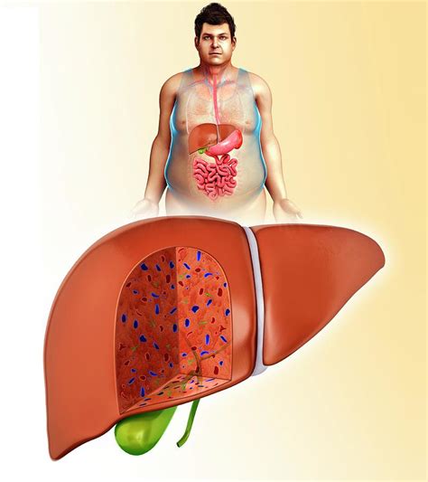 Anatomy Of Liver