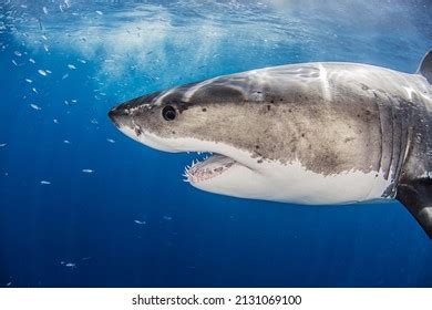 Mexico Guadalupe Island Great White Shark Stock Photo 2131069100 ...