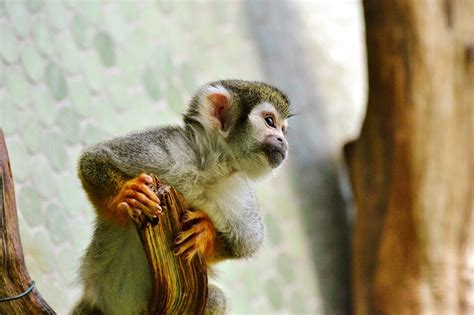 Caring for Primates: How to Care for Capuchin Monkeys - All Pets’ Blog ...