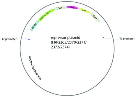 Map of the repressor plasmid. Auxotrophic marker is di↵erent depending ...