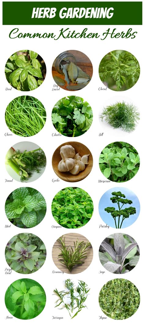 Herb Identification - Identifying Fresh Herbs - The Gardening Cook