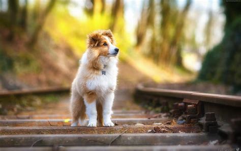 HD wallpaper: Dogs, Shetland Sheepdog, Pet | Wallpaper Flare