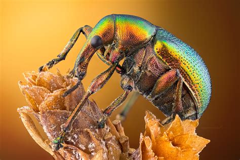 A Leaf roller weevil | Studio shot of a Metallic Leaf roller… | Flickr