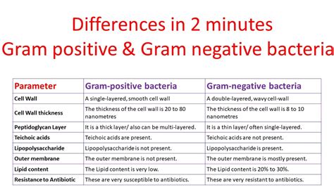 Cell wall gram positive vs gram negative - klophotel