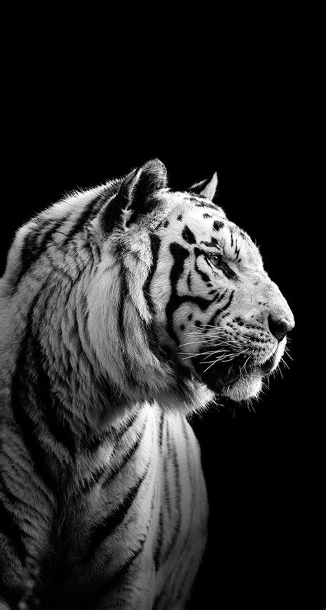 Black And White Tiger Wallpapers