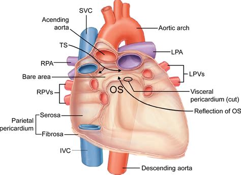 Transverse Pericardial Sinus