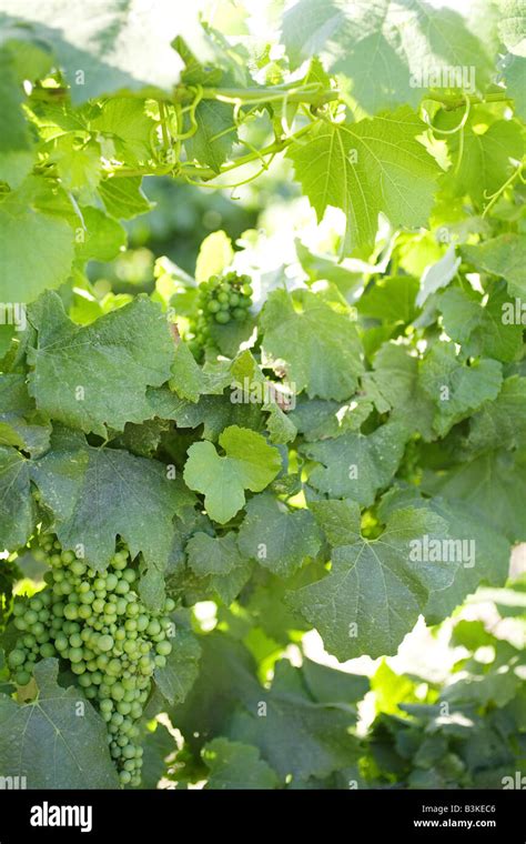 Green grapes on a vine Stock Photo - Alamy