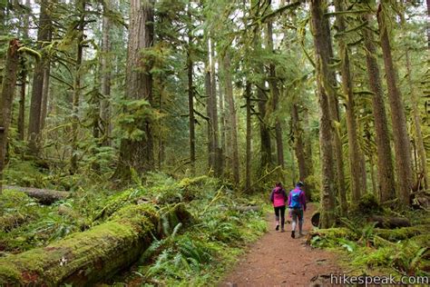 Old Salmon River Trail in Mount Hood National Forest | LaptrinhX / News