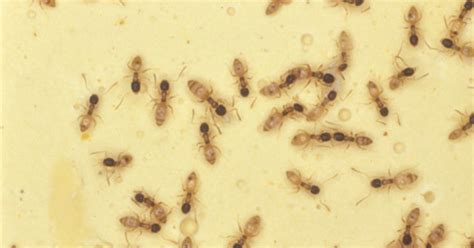 Ants Getting in the House? | Hulett Environmental Services