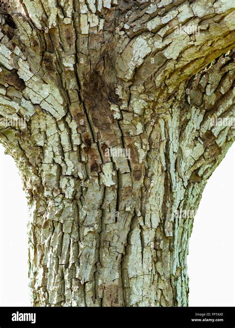 Walnut tree bark hi-res stock photography and images - Alamy