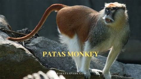 Patas Monkey Facts | Habitat | Diet | Behavior | Pet - Primates Park