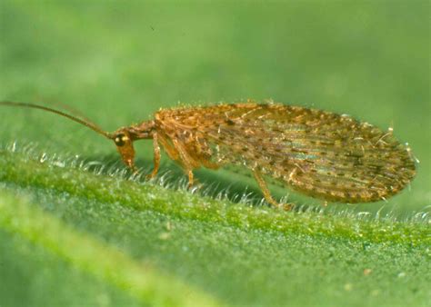 Brown lacewing adult - IPM Guidelines For Grains