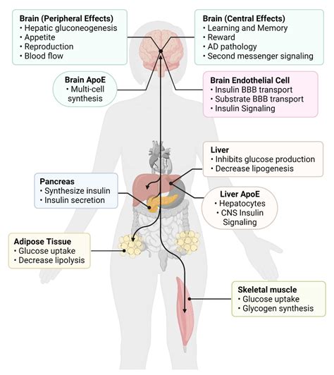 Biomedicines | Free Full-Text | Insulin Resistance in Peripheral ...