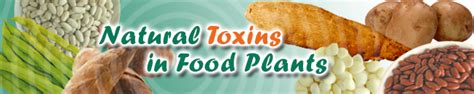 Natural Toxins in Food Plants