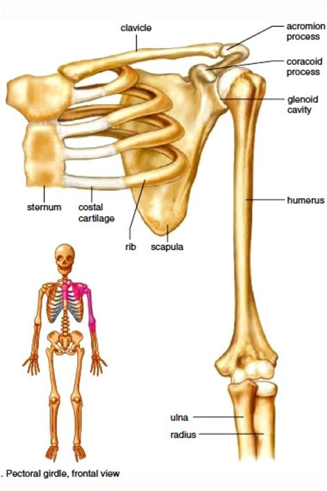 A pectoral girdle, also referred to as the shoulder girdle, connects ...