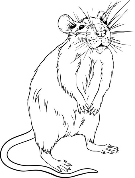 Rat. Black and white drawing vector. For colouring books of your books ...