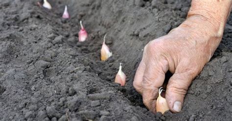 Cultivar O Alho Em Casa: Tão Fácil Que Você Não Vai Mais Comprar No ...