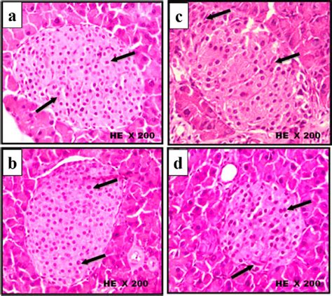 Islets Of Langerhans Histology Pancreas