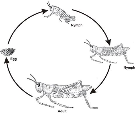 Locust Life Cycle