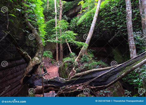 Naga Cave, Amazing of Naga Scales Rock Stone Mountain in Phu Langka ...