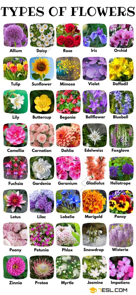 Types of Flowers in English • 7ESL | Types of flowers, Different kinds ...