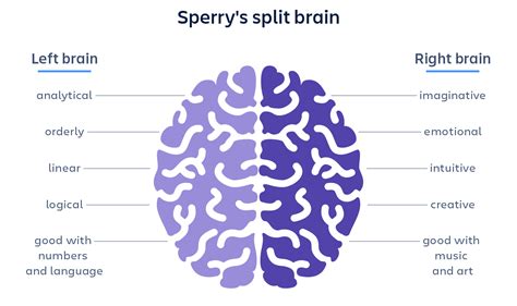 left-brain-right-brain_mythbusting_v4-740x360_2x