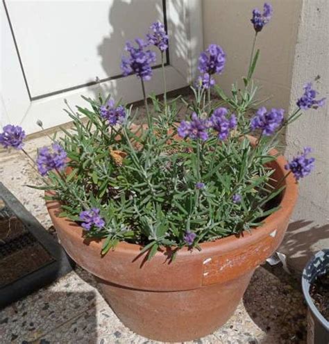 Lavender Care: How to Grow Lavender in Pots and Containers – Gardener ...