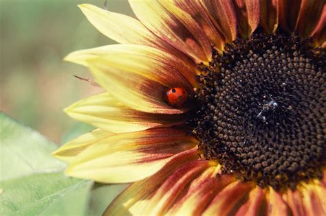 ladybug-on-red-sunflower - Dakeyne Farm