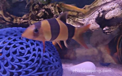 Top 10 Blood Parrot Cichlid Tank Mates (With Pictures!) - eFishkeeping