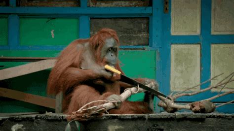 Orangutan saws a tree. [video] on Make a GIF