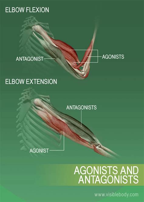 Agonists, antagonists, and synergists of muscles | Human muscle anatomy ...