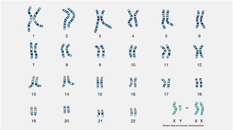 Karyotype