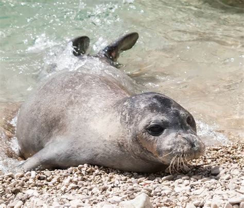 11 animali in pericolo di estinzione in Spagna - I Miei Animali