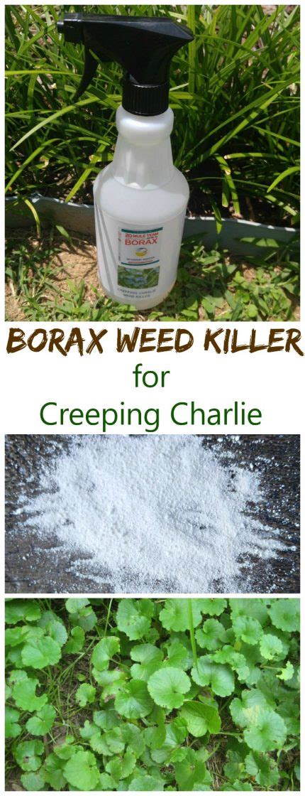 Borax Weed Killer for Creeping Charlie