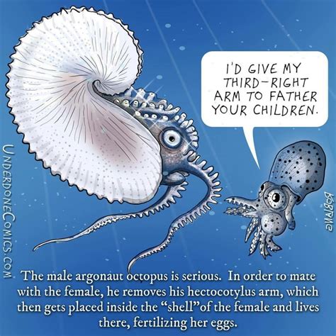 “Sperm Worms”: How Male Argonauts Taught Scientists About Octopus Sex ...