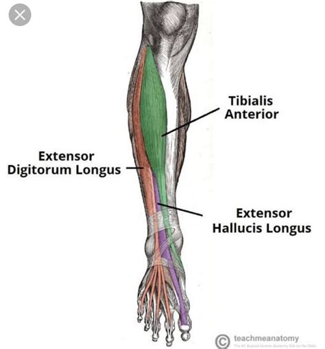 Calf Muscle Anatomy, Leg Muscles Anatomy, Nerve Anatomy, Leg Anatomy ...