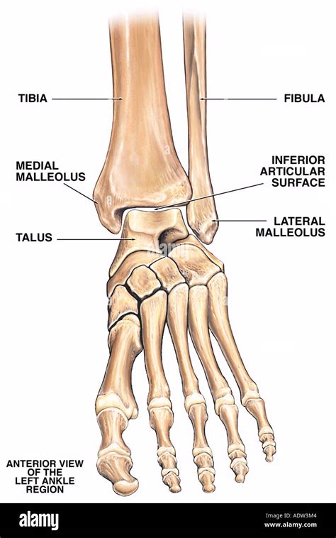 Lateral malleolus hi-res stock photography and images - Alamy