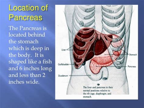 The Function of the pancreas